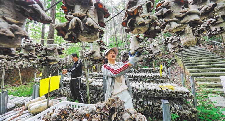 发展产业调研】林下生金冰球突破网站【高质量(图3)